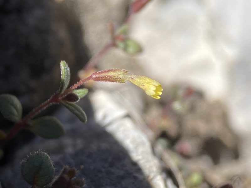 Erythranthe rubella, photographed by Matt Berger