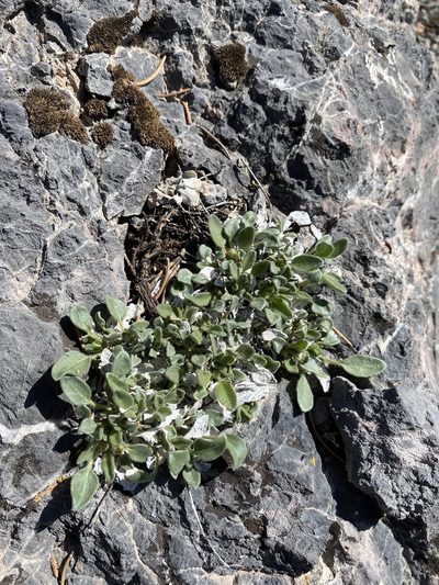 Abronia nana, photographed by Matt Berger