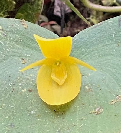 Pleurothallis titan, photographed by desertnaturalist