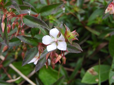 Sauvagesia erecta, photographed by Leticia Jiménez Hernández
