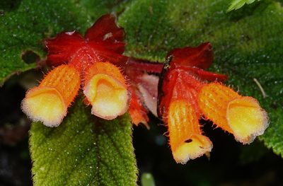 Begonia lehmannii, photographed by desertnaturalist