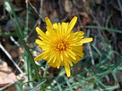 Agoseris retrorsa, photographed by Daniel S.