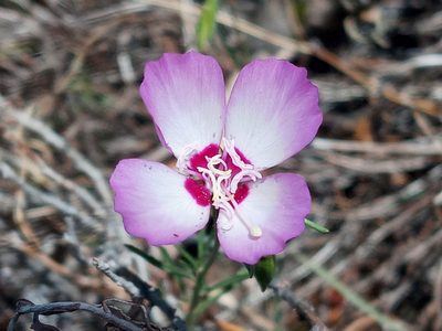 Clarkia cylindrica, photographed by Daniel S.