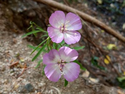 Clarkia cylindrica, photographed by Daniel S.