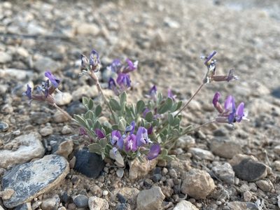 Astragalus calycosus, photographed by Matt Berger