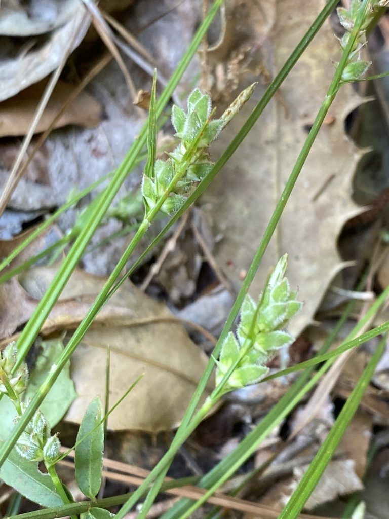 Carex dasycarpa, photographed by Alan Weakley