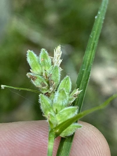 Carex dasycarpa, photographed by Alan Weakley