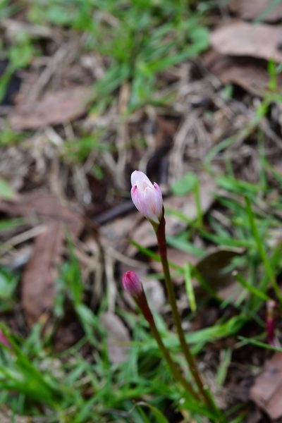 Zephyranthes minuta, photographed by Neptalí Ramírez Marcial