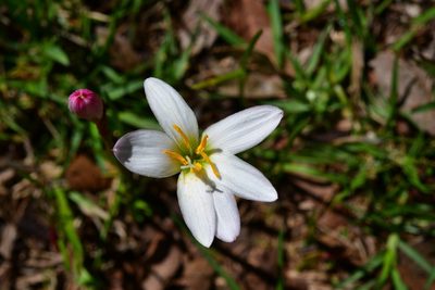 Zephyranthes minuta, photographed by Neptalí Ramírez Marcial