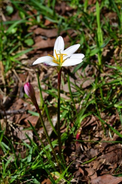 Zephyranthes minuta, photographed by Neptalí Ramírez Marcial