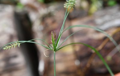 Cyperus hermaphroditus, photographed by Neptalí Ramírez Marcial