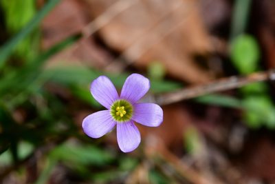 Oxalis alpina, photographed by Neptalí Ramírez Marcial