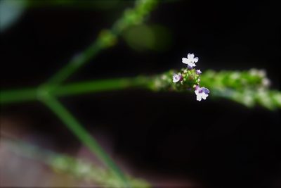 Verbena carolina, photographed by Neptalí Ramírez Marcial
