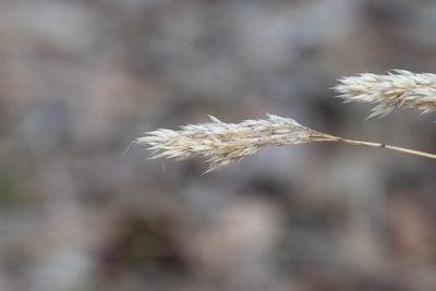 Pentameris pallida, photographed by Kym Nicolson