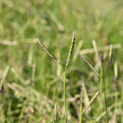 Paspalum vaginatum, photographed by Kym Nicolson