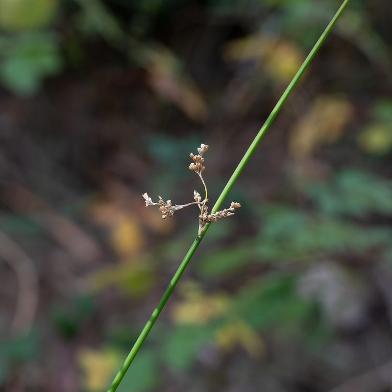 Juncus pauciflorus, photographed by Kym Nicolson