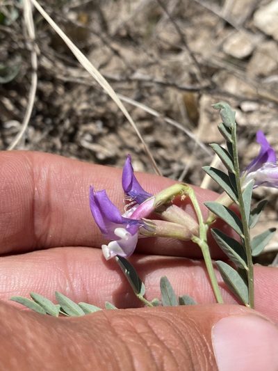 Astragalus oophorus, photographed by Matt Berger