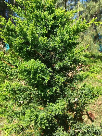 Juniperus bermudiana, photographed by Akr