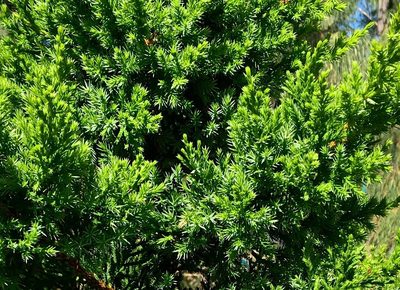 Juniperus bermudiana, photographed by Akr