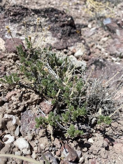 Artemisia pygmaea, photographed by Matt Berger