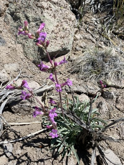 Penstemon confusus, photographed by Matt Berger