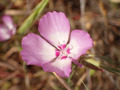 Clarkia cylindrica, photographed by George Williams