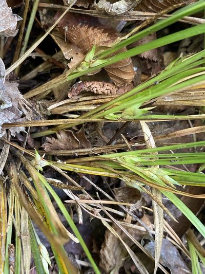 Carex basiantha, photographed by Alan Weakley