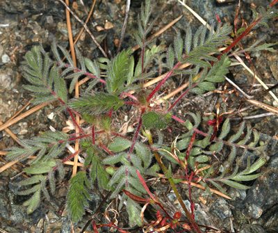 Potentilla daucifolia, photographed by Steve Matson