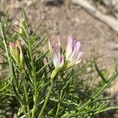Astragalus tetrapterus, photographed by Matt Berger