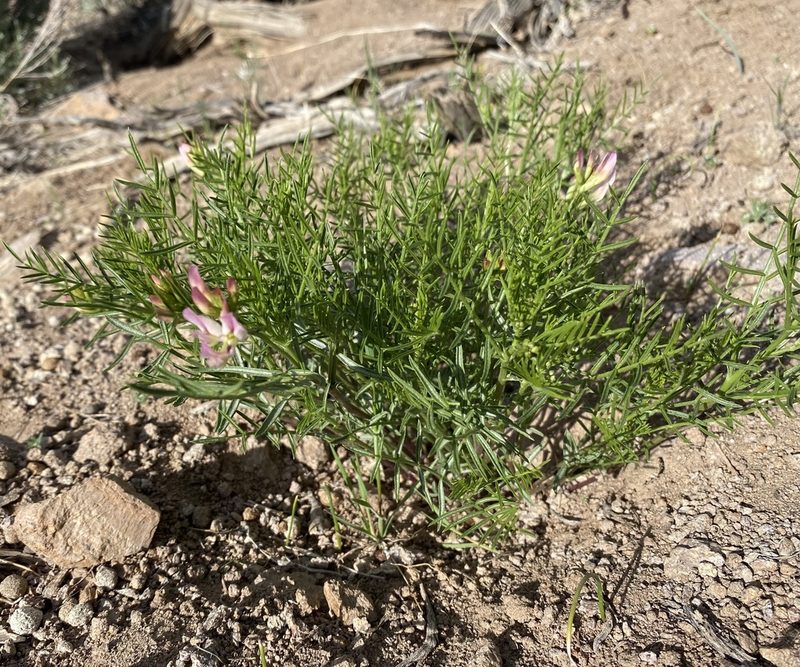 Astragalus tetrapterus, photographed by Matt Berger