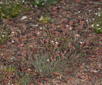 Potentilla hispidula, photographed by Steve Matson