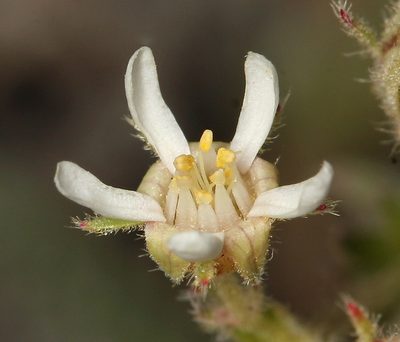 Potentilla hispidula, photographed by Steve Matson