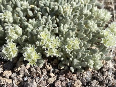 Eriogonum shockleyi, photographed by Matt Berger