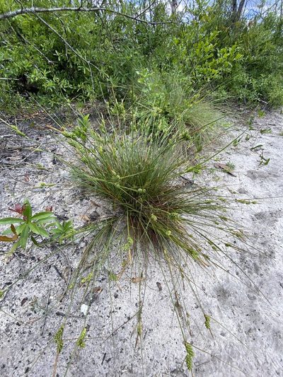 Carex tenax, photographed by Alan Weakley