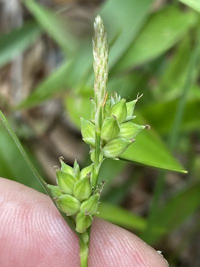 Carex tenax, photographed by Alan Weakley