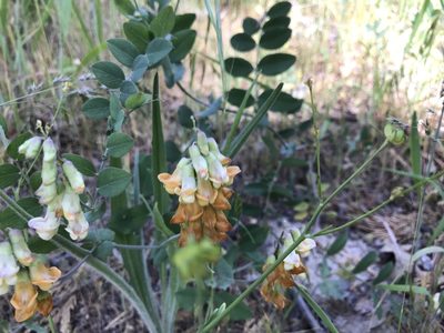 Lathyrus sulphureus, photographed by Andrea Loya Castillo