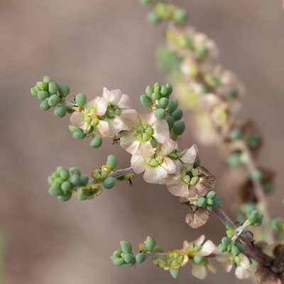 Maireana brevifolia, photographed by Kym Nicolson
