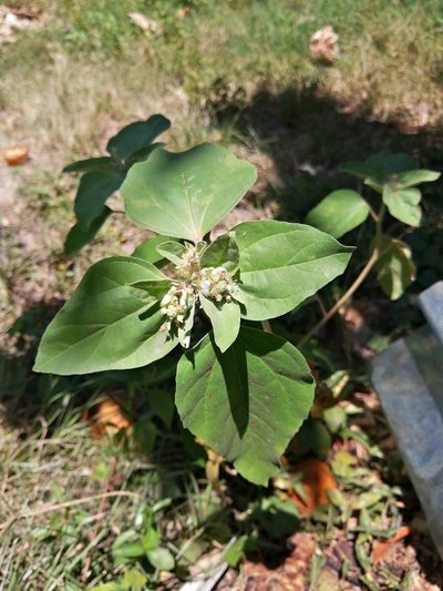 Croton argenteus, photographed by Miguel Angel Ramírez Guillermo