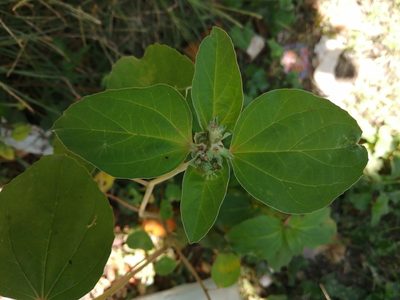 Croton argenteus, photographed by Miguel Angel Ramírez Guillermo