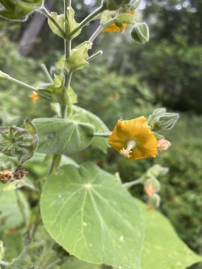 Abutilon auritum, photographed by Greg Tasney