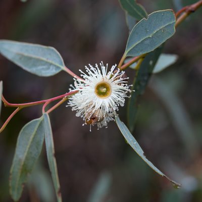 Eucalyptus cosmophylla, photographed by Kym Nicolson