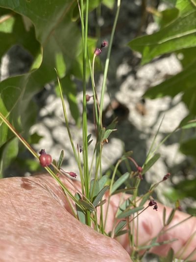 Euphorbia exserta, photographed by Alan Weakley