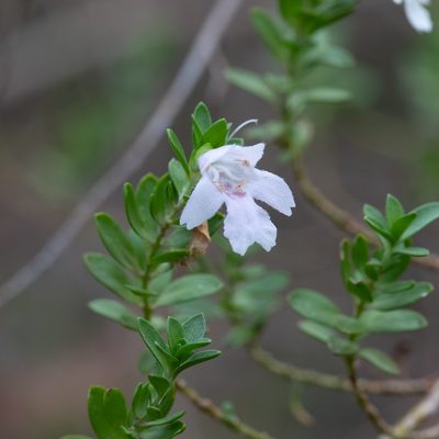 Prostanthera behriana, photographed by Kym Nicolson