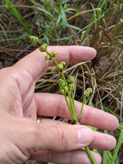 Sagittaria papillosa, photographed by Alison Northup