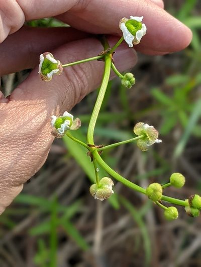 Sagittaria papillosa, photographed by Alison Northup
