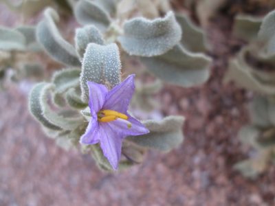 Solanum burchellii, photographed by Nolan Exe