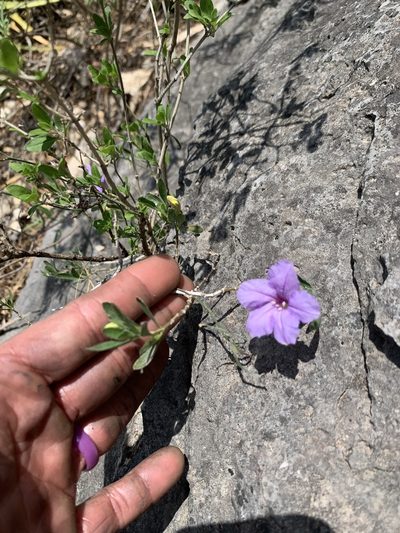 Ruellia parryi, photographed by Kenzie Anderson-Bell