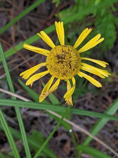 Helenium drummondii, photographed by Alison Northup
