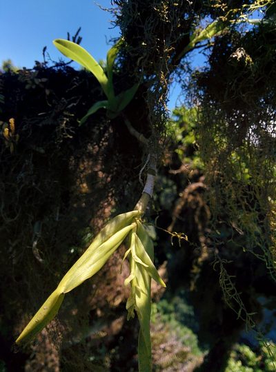 Epidendrum spicatum, photographed by Julien Renoult