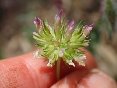 Trifolium ciliolatum, photographed by George Williams